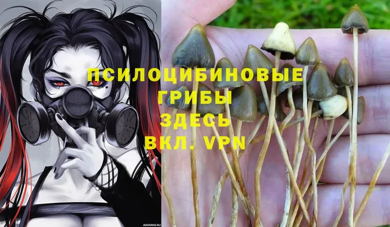 Псилоцибиновые грибы Psilocybe  даркнет клад  mega онион  Солигалич  продажа наркотиков 